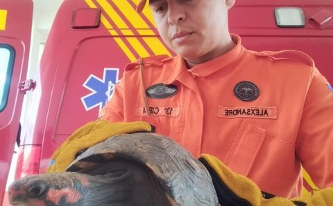 Corpo de Bombeiros captura jiboia e jabuti que estavam em perímetro urbano
