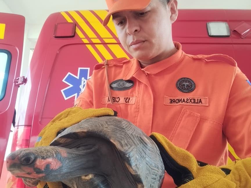 Corpo de Bombeiros captura jiboia e jabuti que estavam em perímetro urbano