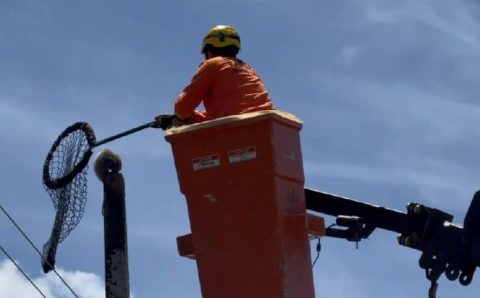 Bombeiros resgatam gambá no topo de poste a cerca de 10 metros de altura