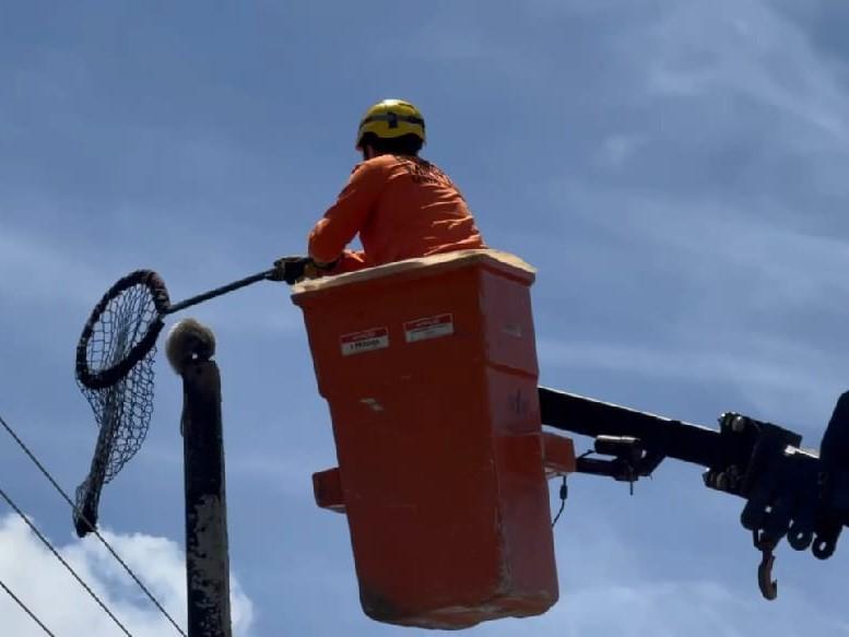 Bombeiros resgatam gambá no topo de poste a cerca de 10 metros de altura