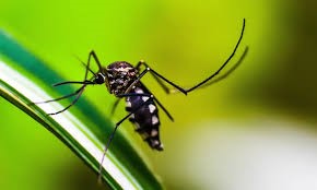 Startup cria tecnologia 3D contra o mosquito Aedes aegypti