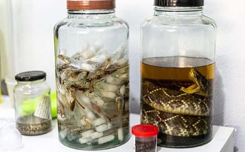 MT:  ALERTA DA SAÚDE PÚBLICA:   Calor e chuva elevam risco de acidentes com animais peçonhentos