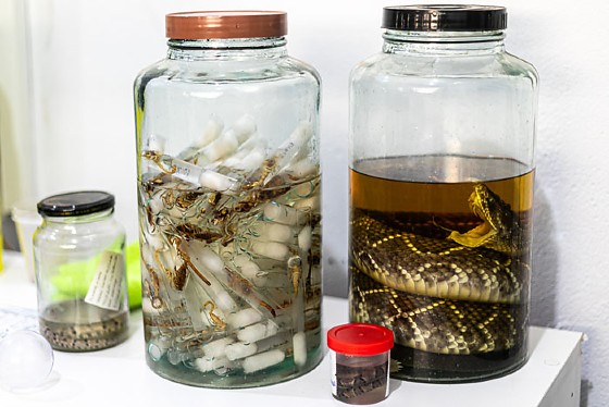 MT:  ALERTA DA SAÚDE PÚBLICA:   Calor e chuva elevam risco de acidentes com animais peçonhentos