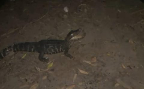 Batalhão Ambiental da Polícia Militar resgata jacaré preso em rede de pesca