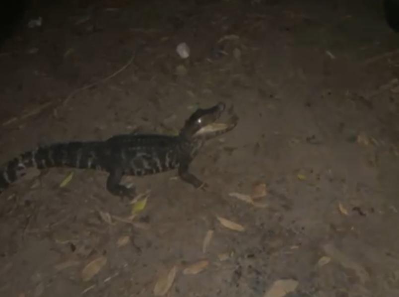 Batalhão Ambiental da Polícia Militar resgata jacaré preso em rede de pesca