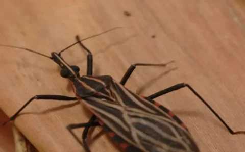 Ananindeua, no Pará, tem surto de casos da doença de Chagas