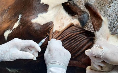 Vacinação contra brucelose deve imunizar 4 milhões de bezerras