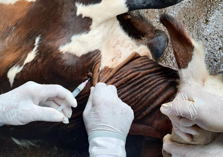 Vacinação contra brucelose deve imunizar 4 milhões de bezerras