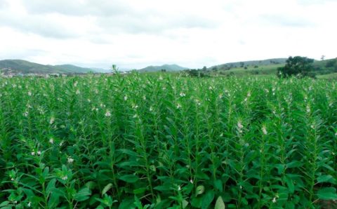 Gergelim ganha espaço e se consolida como segunda opção de safra em Mato Grosso