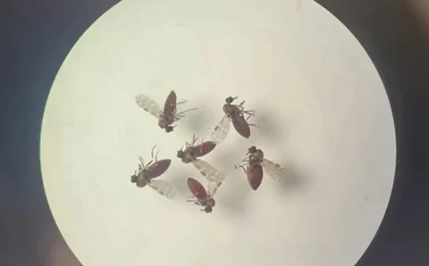 Estudo explica diferença de sintomas entre febre do Oropouche e dengue