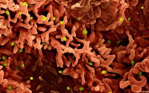 Os três vírus que podem desencadear novas crises em 2026