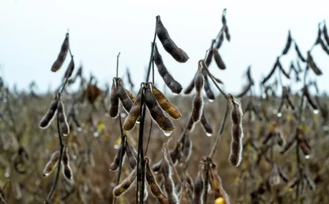 MT:  Estradas não pavimentadas ampliam gargalos logísticos e elevam custos para produtores de Mato Grosso