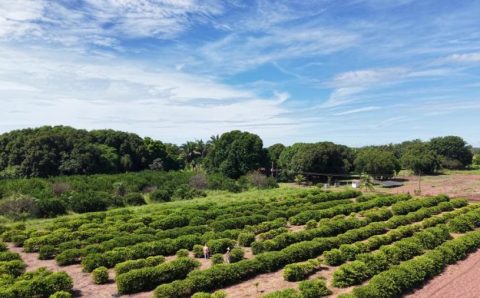 Assistência técnica fortalece produção de alimentos na Comunidade São Sebastião, em Santo Antônio de Leverger