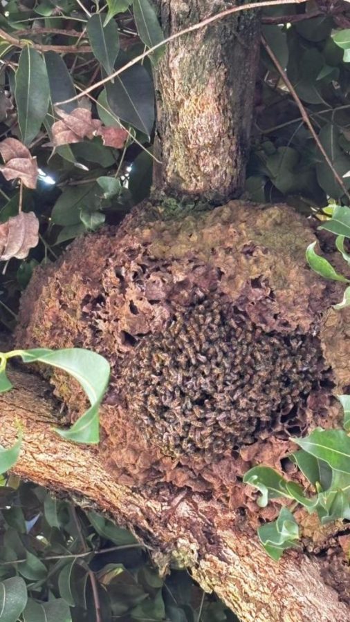 Bombeiros militares fazem retirada de enxame de abelhas de árvore em frente à residência