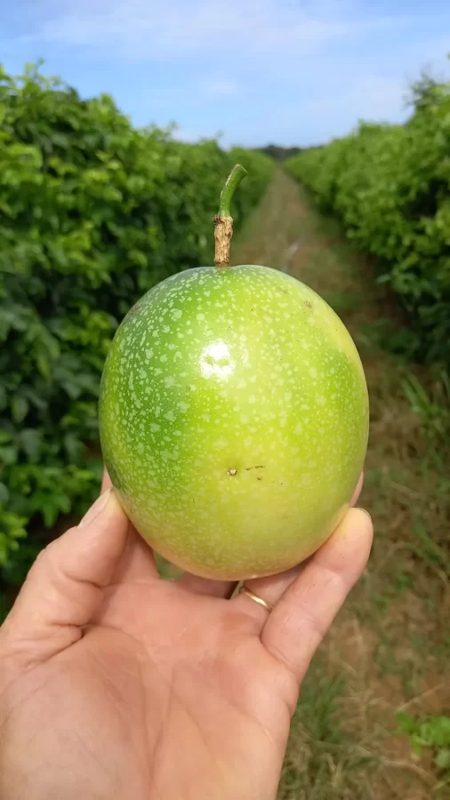 MT: Agro Família: Tecnologia e crédito rural elevam a produtividade no Norte de Mato Grosso