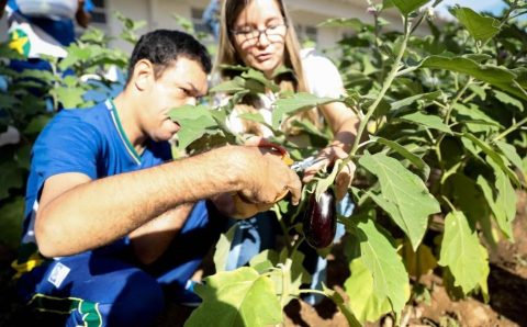 Projeto Hortas Escolares será mantido em 2026 na rede estadual