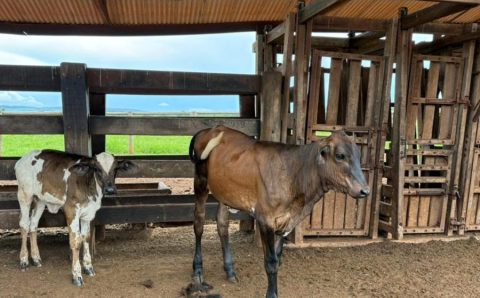 Seaf leva tecnologia genética ao agricultor familiar e muda a realidade no campo