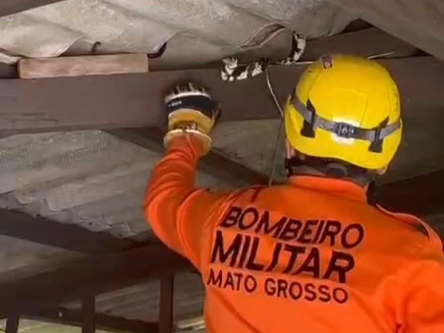 Bombeiros capturam cobra de 2,5 metros em telhado de residência