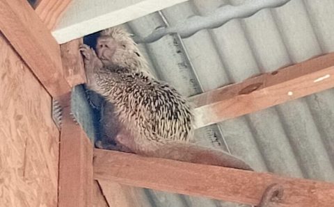 Corpo de Bombeiros realiza captura de arara-canindé e ouriço-cacheiro que estavam em perímetro urbano