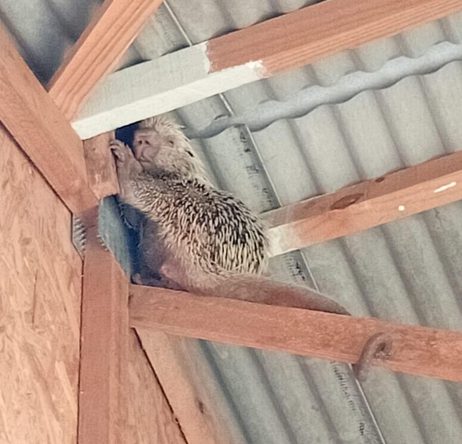 Corpo de Bombeiros realiza captura de arara-canindé e ouriço-cacheiro que estavam em perímetro urbano