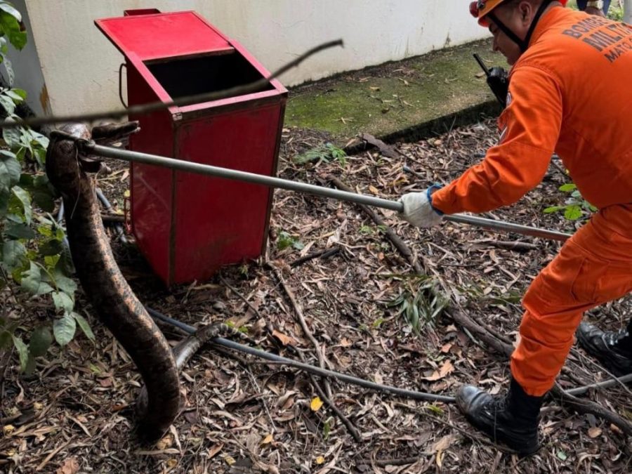 Bombeiros militares resgatam jiboia que estava em Estação de Tratamento de Esgoto do município