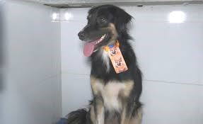 Maus tratos a animais domésticos é crime com pena aumentada; população pode e deve denunciar