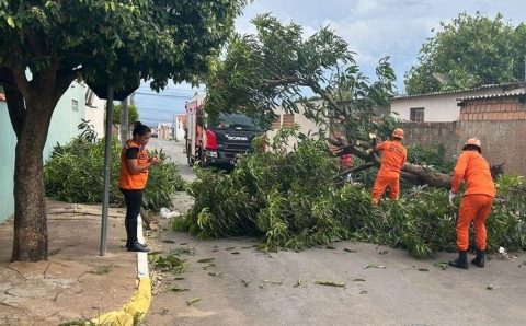 Defesa Civil Estadual orienta população sobre cuidados com árvores no período de chuvas intensas