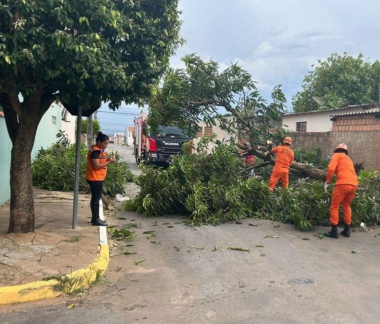 Defesa Civil Estadual orienta população sobre cuidados com árvores no período de chuvas intensas