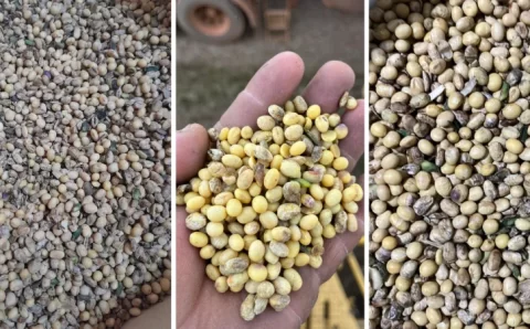 MT:  Excesso de chuvas em partes de MT eleva níveis de soja avariada e tira ainda mais da margem do produtor