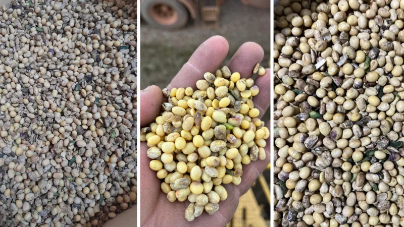 MT:  Excesso de chuvas em partes de MT eleva níveis de soja avariada e tira ainda mais da margem do produtor