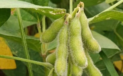 Sojicultores de MT têm até 15 de fevereiro para cadastrar área no Indea