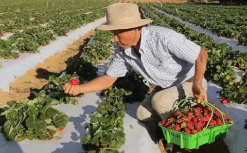 Agricultores com perda de produção começam a receber o Garantia-Safra