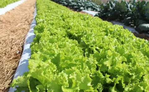 Embrapa inaugura Unidade Mista de Pesquisa e Inovação em Mato Grosso