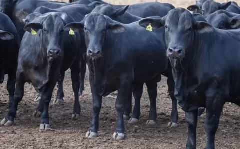 CMN reduz juros de financiamentos a cooperativas rurais pelo Pronaf