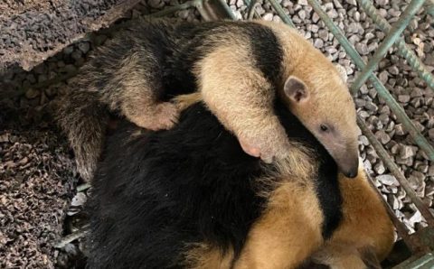 Resgatados pela Sema, mãe e filhote de tamanduá-mirim retornam à natureza