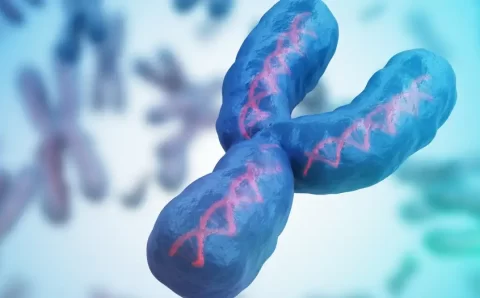 CIÊNCIA:  Os homens serão extintos? A verdade sobre o cromossomo Y