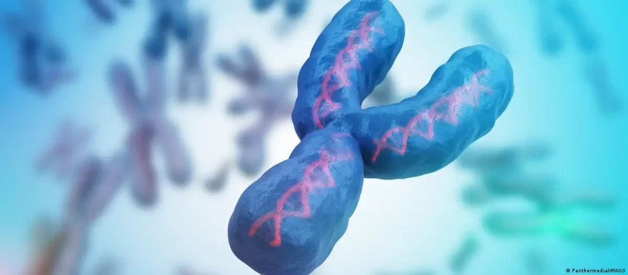 CIÊNCIA:  Os homens serão extintos? A verdade sobre o cromossomo Y