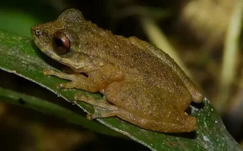 Descoberta de nova perereca em MG acende alerta ambiental