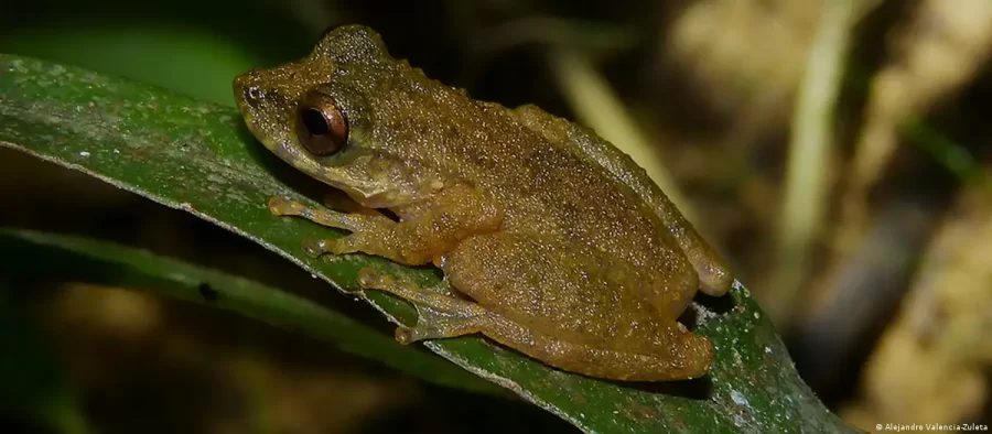 Descoberta de nova perereca em MG acende alerta ambiental