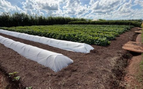 MT:  GShow Safra Agro360: a agricultura familiar está presente desde a merenda escolar até as mesas dos brasileiros