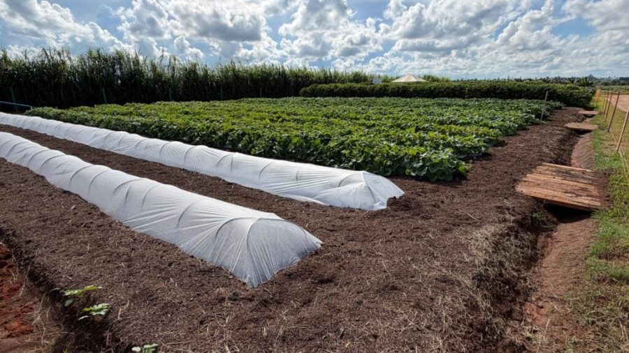 MT:  GShow Safra Agro360: a agricultura familiar está presente desde a merenda escolar até as mesas dos brasileiros