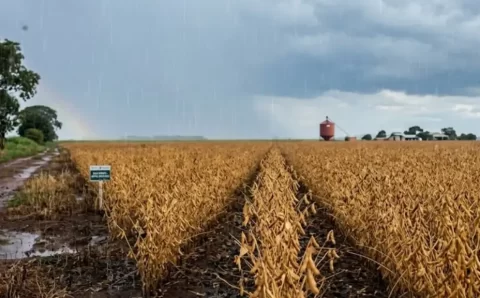 MT:  Volume de chuva em fevereiro já supera média histórica em Mato Grosso