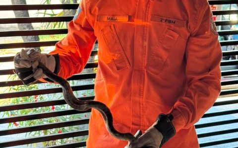 Corpo de Bombeiros captura sucuri verde de aproximadamente 1,5 metros de comprimento em residência