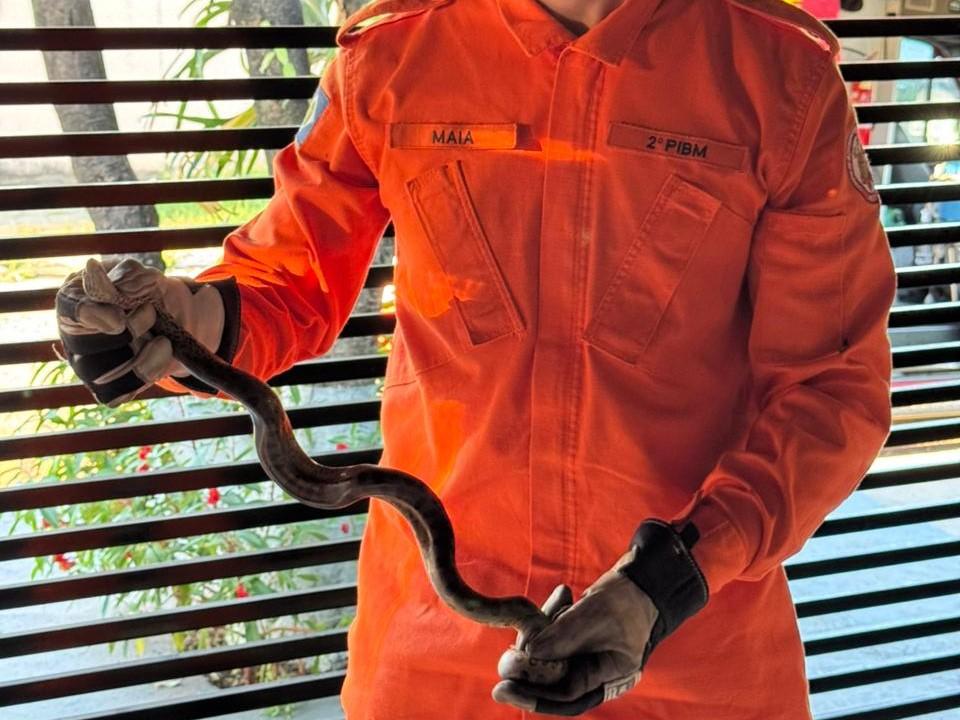 Corpo de Bombeiros captura sucuri verde de aproximadamente 1,5 metros de comprimento em residência