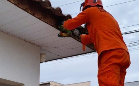 Corpo de Bombeiros resgata filhotes de papagaio presos em fios e serpente ferida em estação de tratamento