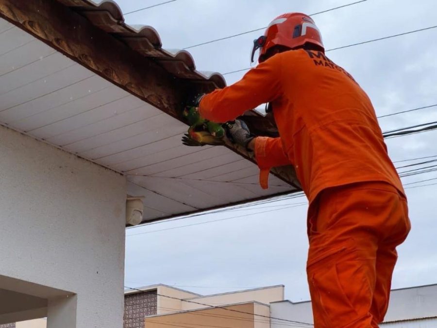 Corpo de Bombeiros resgata filhotes de papagaio presos em fios e serpente ferida em estação de tratamento