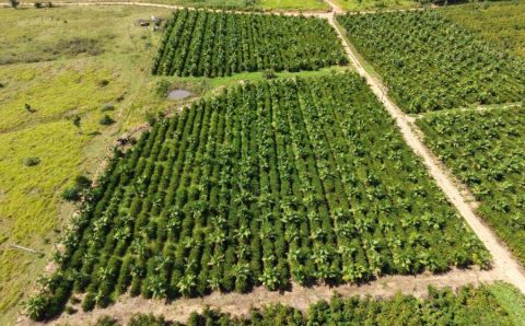 Expedição Rota do Café leva pesquisa e orientação técnica a produtores da capital do café em MT