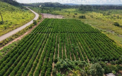 Rota do Café chega a Cotriguaçu e Juína com informações sobre o plantio para o crescimento da produção