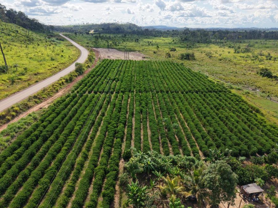 Rota do Café chega a Cotriguaçu e Juína com informações sobre o plantio para o crescimento da produção