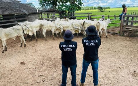 Polícia Civil recupera gado furtado e evita prejuízo de mais R$ 120 mil a pecuarista